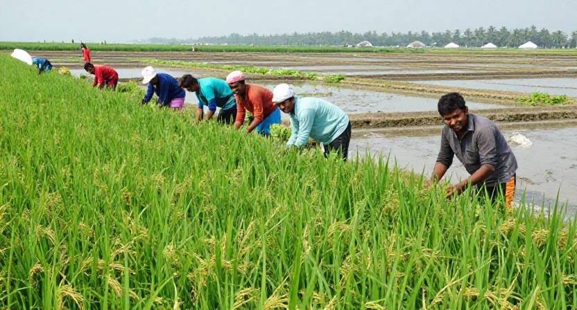 জলবায়ু পরিবর্তনে উপকূলীয় কৃষি চ্যালেঞ্জ মোকাবিলায় লবণাক্ততা সহনশীল ফসল