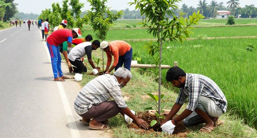 বৃক্ষরোপণে সবুজায়ন উদ্যোগ সফল, কৃষি বনায়নে কৃষকদের আগ্রহ বেড়েছে