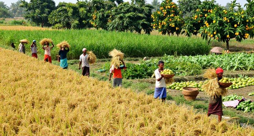 ফসল ও উৎপাদন - বাম্পার ফলনের স্বপ্ন ও কৃষকের সাফল্য